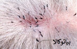 سم برای  کک در دامداری ها
